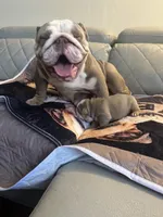 Watermelon, a male English Bulldog for sale in Cleveland, NC – 7 of 7