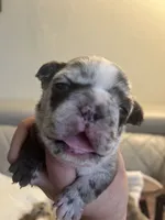 Coco , a female French Bulldog for sale in Cleveland, NC – 3 of 7