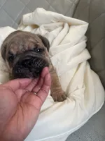 Maya , a female English Bulldog for sale in Cleveland, NC – 2 of 5