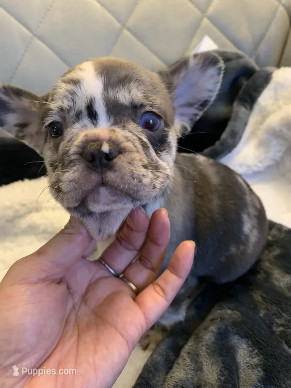 Jojo – French Bulldog puppy for sale in Cleveland, NC