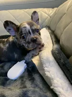 Jojo, a female French Bulldog for sale in Cleveland, NC – 2 of 8