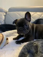 Zoom , a male French Bulldog for sale in Cleveland, NC – 3 of 6