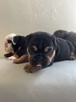 Black triangle , a female English Bulldog for sale in Cleveland, NC – 6 of 6