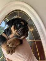 Black triangle , a female English Bulldog for sale in Cleveland, NC – 2 of 6