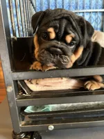 Black triangle , a female English Bulldog for sale in Cleveland, NC – 2 of 7