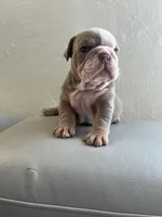 Pineapple, a female English Bulldog for sale in Cleveland, NC – 8 of 9