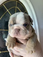Pineapple, a female English Bulldog for sale in Cleveland, NC – 4 of 9