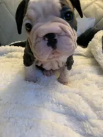 Big rope, a female French Bulldog for sale in Cleveland, NC – 2 of 7