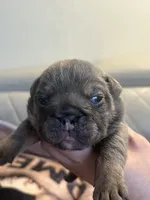 Mango, a female English Bulldog for sale in Cleveland, NC – 3 of 5