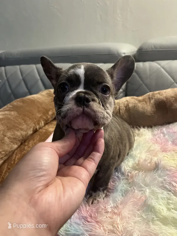 Jojo – French Bulldog puppy for sale in Cleveland, NC