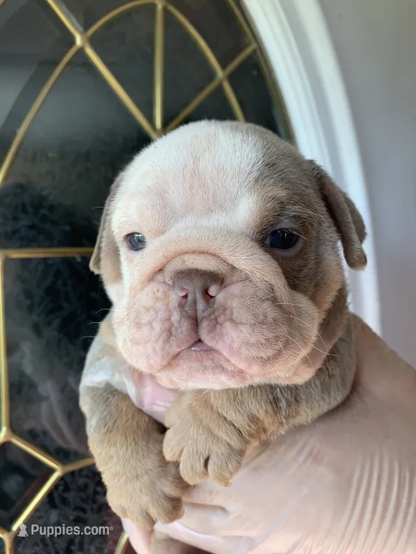 Watermelon – English Bulldog puppy for sale in Cleveland, NC