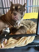 Blue, a male American Bully for sale in Cleveland, NC – Photo 4 of 4