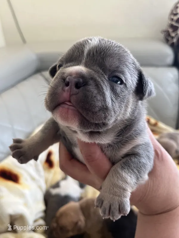 Blue, a male American Bully for sale in Cleveland, NC – Photo 1 of 4