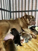 Blue, a male American Bully for sale in Cleveland, NC – Photo 3 of 4