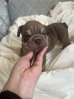 Pet, a male English Bulldog for sale in Cleveland, NC – 2 of 5