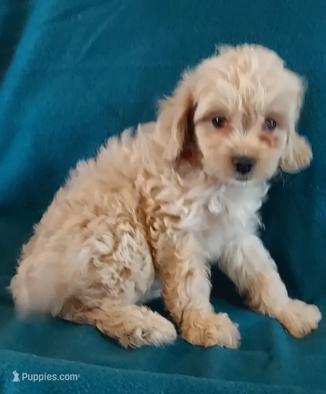 Luna – Cavapoo puppy for sale in Purdy, MO