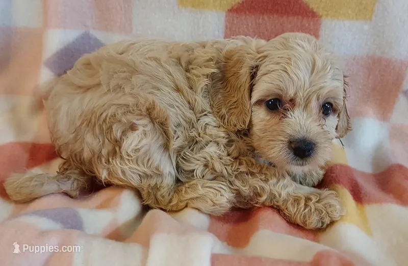 Luna – Cavapoo puppy for sale in Purdy, MO