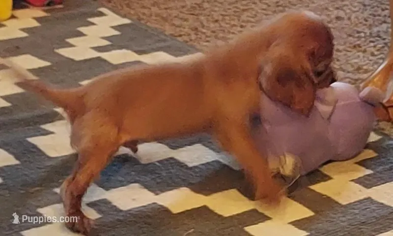 Webb – Cavalier King Charles Spaniel puppy for sale in Purdy, MO