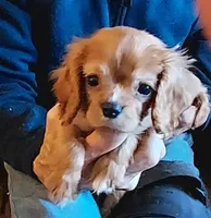 Webb, a male Cavalier King Charles Spaniel for sale in Purdy, MO – Photo 3 of 4