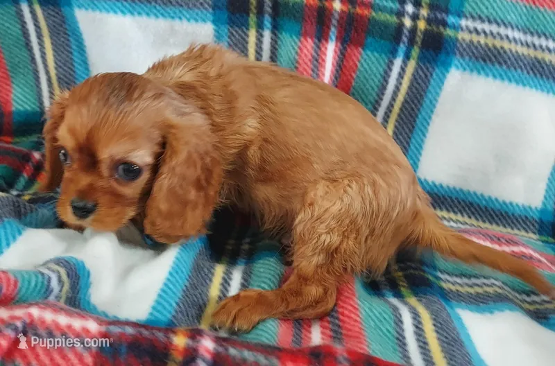 Lucky – Cavalier King Charles Spaniel puppy for sale in Purdy, MO