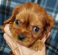 Lucky, a male Cavalier King Charles Spaniel for sale in Purdy, MO – Photo 1 of 2
