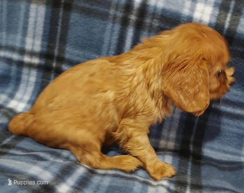 Lucky – Cavalier King Charles Spaniel puppy for sale in Purdy, MO