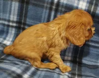 Lucky, a male Cavalier King Charles Spaniel for sale in Purdy, MO – Photo 2 of 2