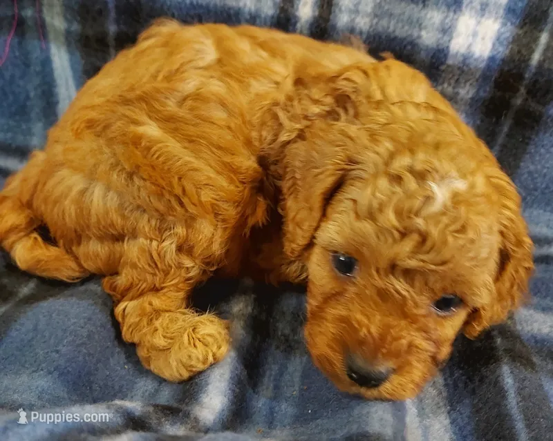 Shane – Cavapoo puppy for sale in Purdy, MO