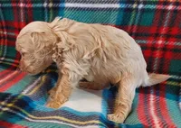 Rudy, a male Cavapoo for sale in Purdy, MO – 2 of 6