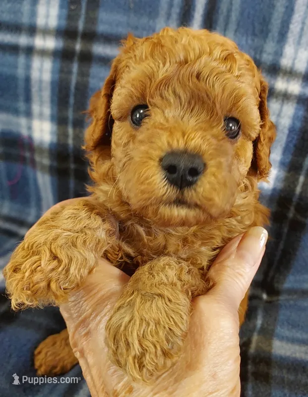 Shadow, a male Cavapoo for sale in Purdy, MO – 1 of 3