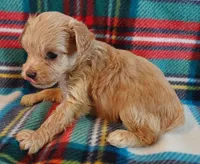 Ruben, a male Cavapoo for sale in Purdy, MO – 2 of 4