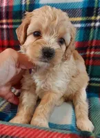 Lou, a female Cavapoo for sale in Purdy, MO – 1 of 3