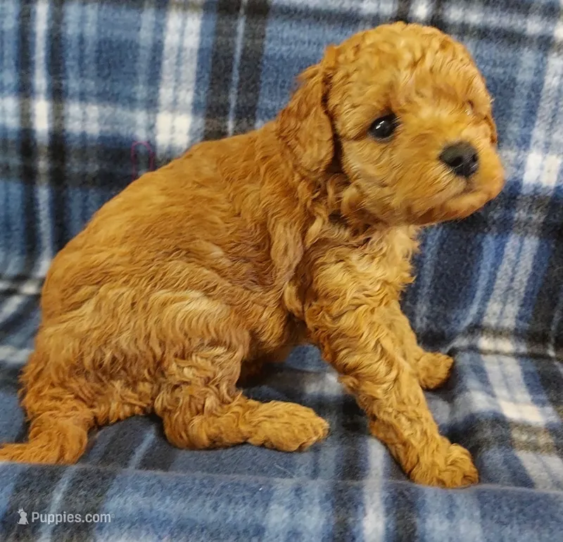 Shadow – Cavapoo puppy for sale in Purdy, MO
