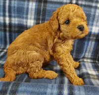Shadow, a male Cavapoo for sale in Purdy, MO – 3 of 3