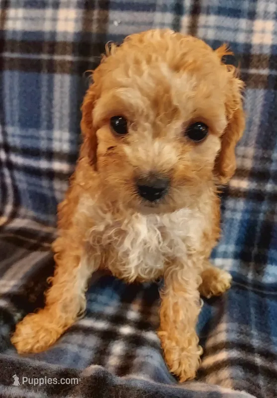 Rudy – Cavapoo puppy for sale in Purdy, MO