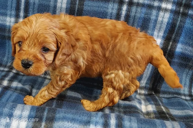 Shelton – Cavapoo puppy for sale in Purdy, MO
