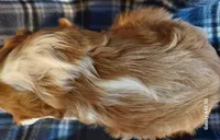 Jimmie, a male Cavalier King Charles Spaniel for sale in Purdy, MO – 4 of 5