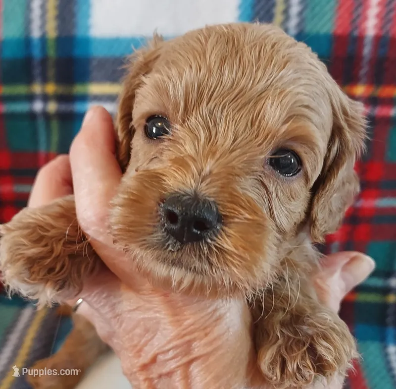 Rush – Cavapoo puppy for sale in Purdy, MO