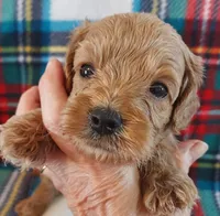 Rush, a male Cavapoo for sale in Purdy, MO – 1 of 3