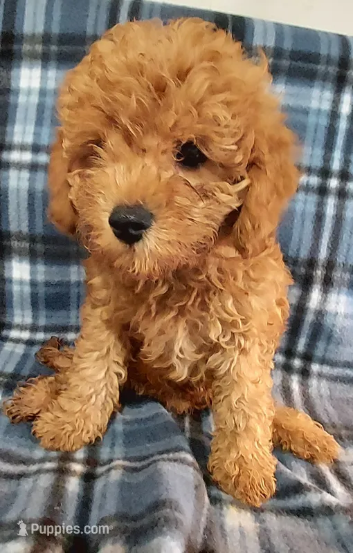 Shadow – Cavapoo puppy for sale in Purdy, MO