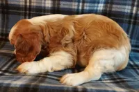 Jimmie, a male Cavalier King Charles Spaniel for sale in Purdy, MO – 3 of 5