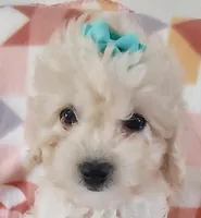 Lucila, a female Cavapoo for sale in Purdy, MO – Photo 3 of 7