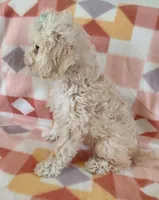 Lucila, a female Cavapoo for sale in Purdy, MO – Photo 5 of 7