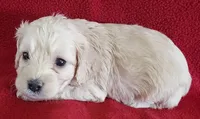 Lucila, a female Cavapoo for sale in Purdy, MO – Photo 3 of 3