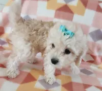 Lucila, a female Cavapoo for sale in Purdy, MO – Photo 1 of 7