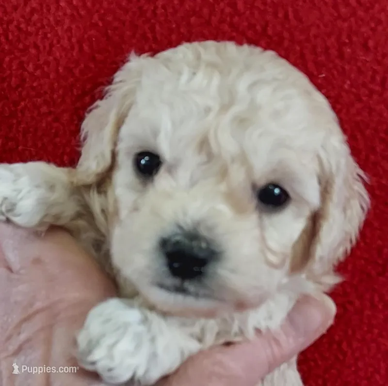 Lucila, a female Cavapoo for sale in Purdy, MO – Photo 1 of 3