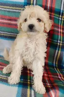 Lucila, a female Cavapoo for sale in Purdy, MO – Photo 6 of 7