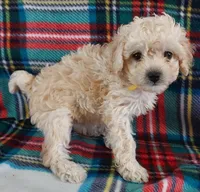 Lucila, a female Cavapoo for sale in Purdy, MO – Photo 4 of 7