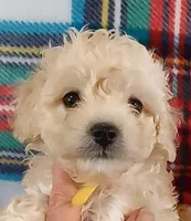 Lucila, a female Cavapoo for sale in Purdy, MO – Photo 7 of 7