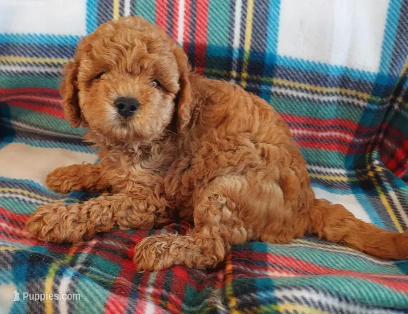 Shadow – Cavapoo puppy for sale in Purdy, MO